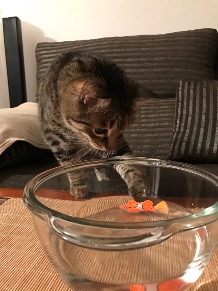 Fish Toy For Cats - PETSMOJO