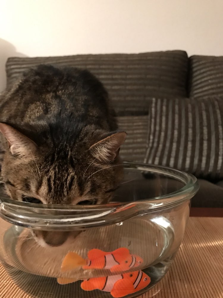 Fish Toy For Cats - PETSMOJO