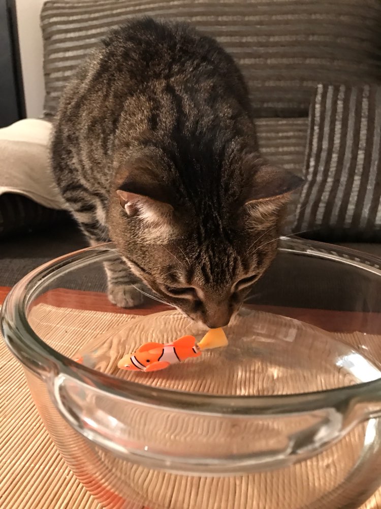 Fish Toy For Cats - PETSMOJO