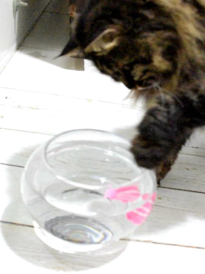 Fish Toy For Cats - PETSMOJO